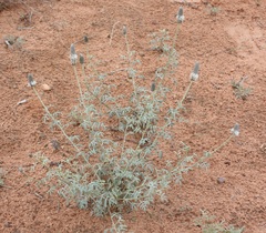 Dalea flavescens