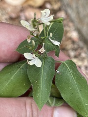 Aphanosperma