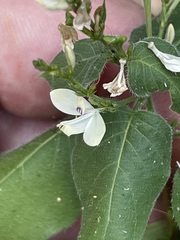 Aphanosperma