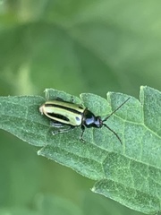 Disonychodes exclamationis