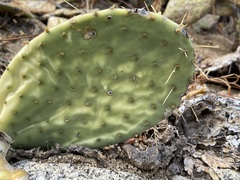 Opuntia caboensis