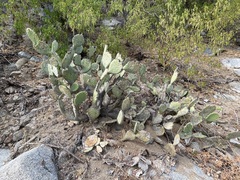 Opuntia caboensis