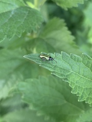 Disonychodes exclamationis