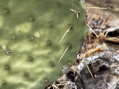 Opuntia caboensis
