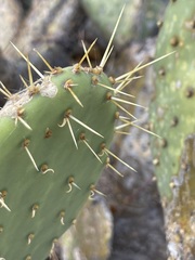 Opuntia caboensis