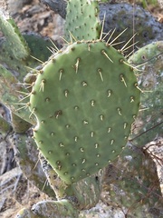 Opuntia caboensis