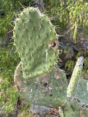Opuntia caboensis