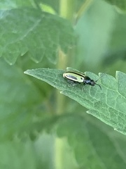 Disonychodes exclamationis