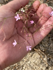 Stenotis asperuloides