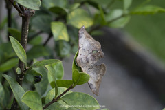Mustilizans hepatica