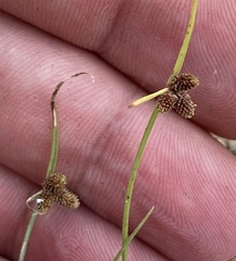 Cyperus subsquarrosus
