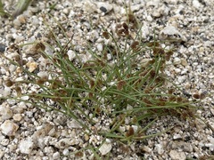 Cyperus subsquarrosus