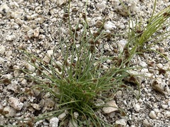 Cyperus subsquarrosus