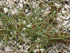 Cyperus subsquarrosus