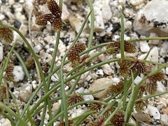 Cyperus subsquarrosus