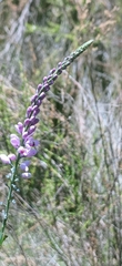 Comesperma calymega