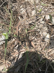 Melinis minutiflora