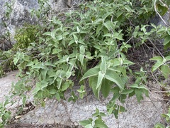 Buddleja crotonoides