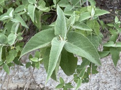 Buddleja crotonoides
