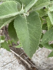 Buddleja crotonoides