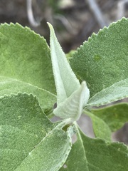 Buddleja crotonoides