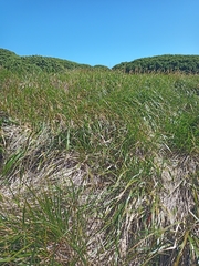 Anthoxanthum redolens