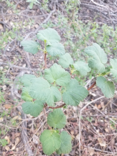 Chaparral Currant foliage