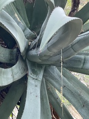Agave aurea aurea