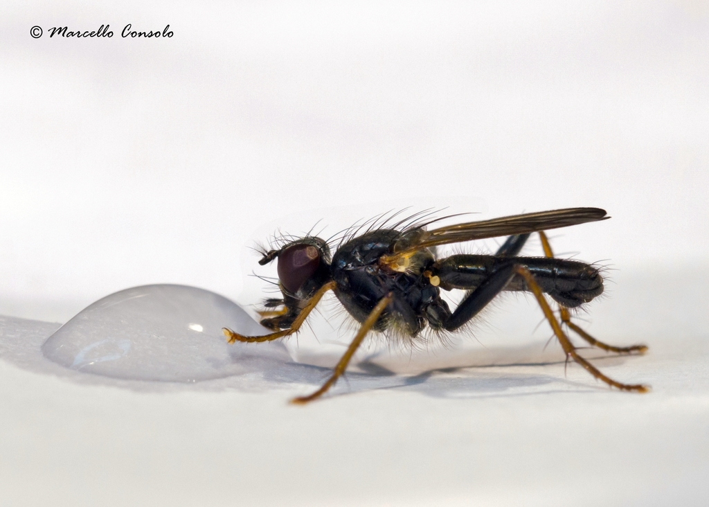Cordilura impudica
