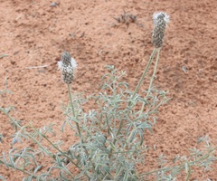 Dalea flavescens