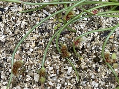 Cyperus subsquarrosus