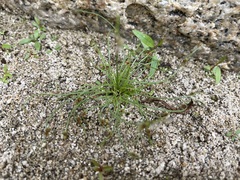 Cyperus subsquarrosus