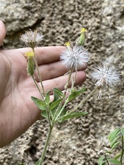 Brickellia peninsularis