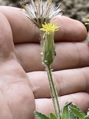 Brickellia peninsularis