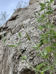 Brickellia peninsularis