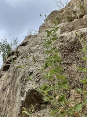 Brickellia peninsularis