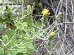 Brickellia peninsularis
