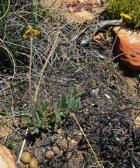 Crassothonna cacalioides