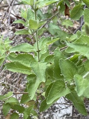 Brickellia peninsularis