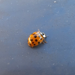 Harmonia axyridis