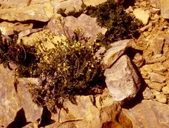 Draba pectinipila
