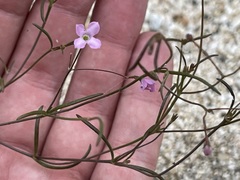 Stenotis asperuloides