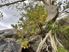 Nahuatlea arborescens