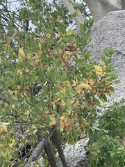 Nahuatlea arborescens