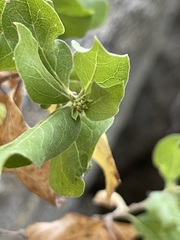 Nahuatlea arborescens