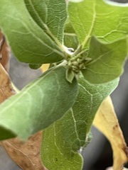 Nahuatlea arborescens