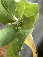 Nahuatlea arborescens