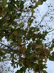 Nahuatlea arborescens