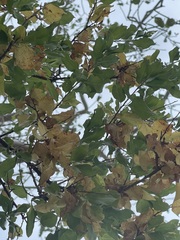 Nahuatlea arborescens