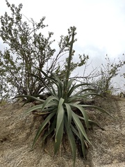 Agave aurea aurea